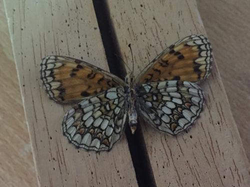 Melitaea sp.