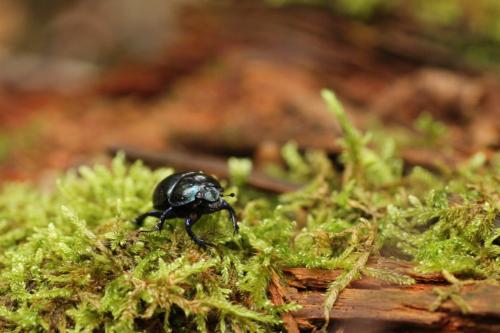 Anoplotrupes stercorosus