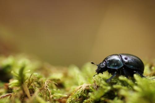 Anoplotrupes stercorosus