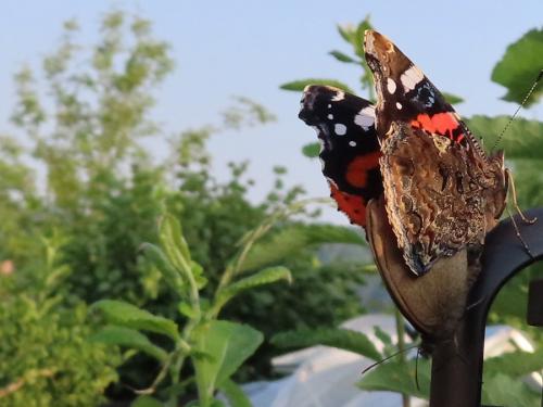 Vanessa atalanta