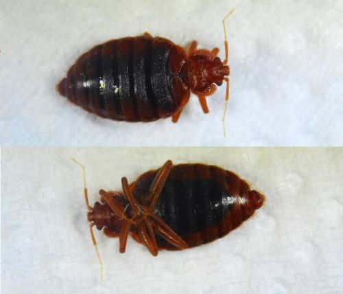 Cimex lectularius