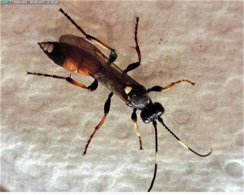 Réf. 244 609 : Ichneumon bucculentus