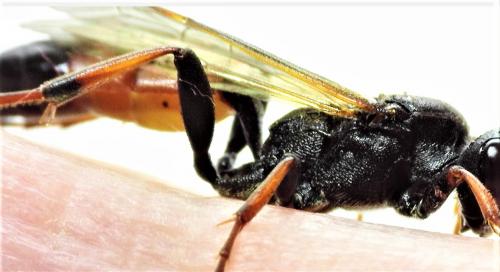 Réf. 244 610 : Ichneumon bucculentus