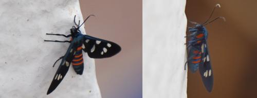 Syntomis mogadorensis