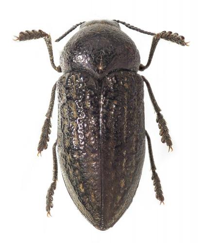 Réf. 244 931 : Julodella globithorax