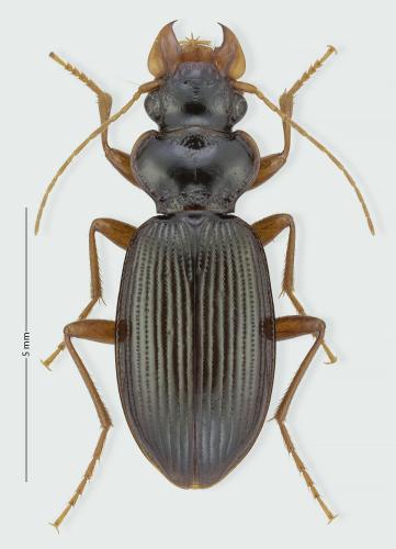 Leistus nitidus