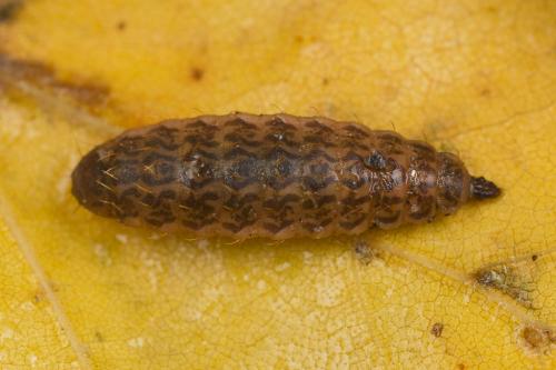 Sargus bipunctatus