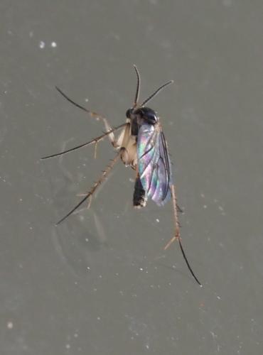 Réf. 244 602 : Leia bimaculata