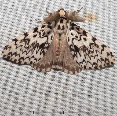 Lymantria monacha