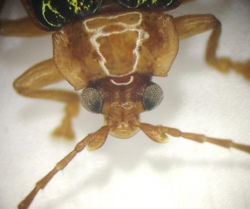 Physoma sp.