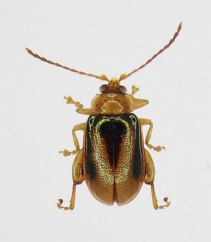 Physoma sp.