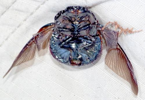 Réf. 244 052 : Plataspis sp.