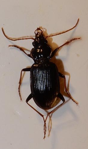 Réf. 244 671 : Nebria salina