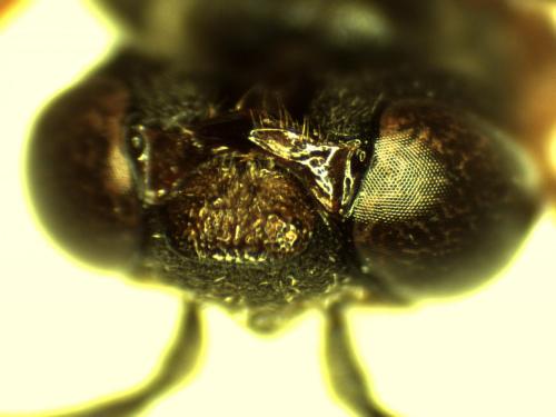 Réf. 244 756 : Epeolus sp.