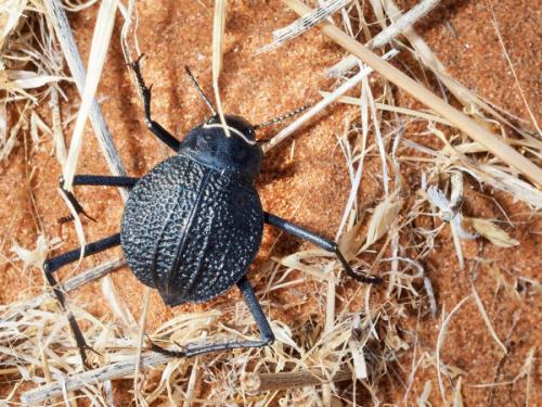 Onymacris plana