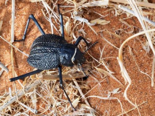 Onymacris plana