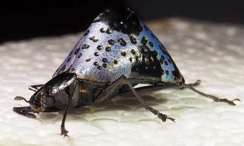 Cypherotylus sp.