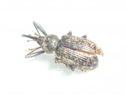 Dorytomus sp.