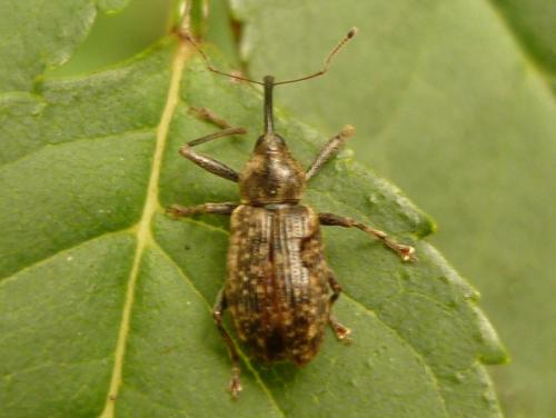 Réf. 244 646 : Dorytomus sp.