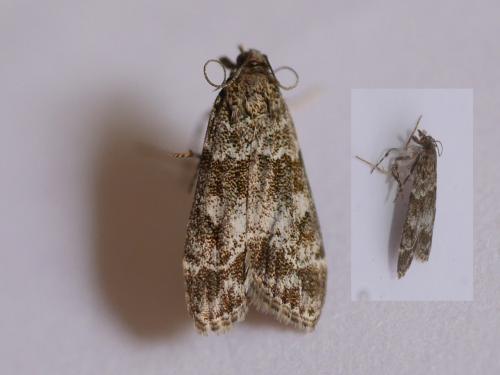 Eudonia mercurella