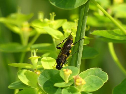 Réf. 244 789 : Macrophya montana