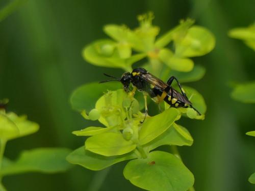 Réf. 244 788 : Macrophya montana