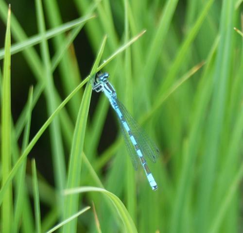 Coenagrion hastulatum