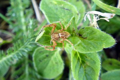 Réf. 244 421 : Philodromus sp.