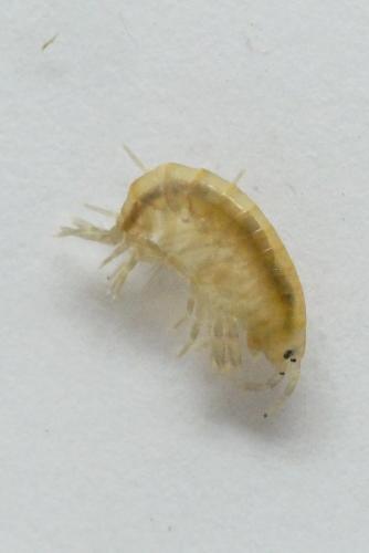 Gammarus sp.