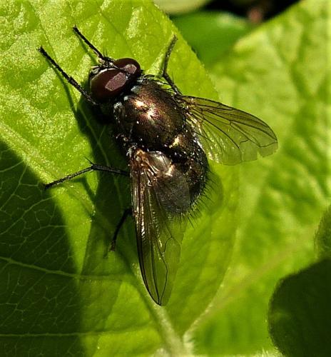 Réf. 244 150 : Eudasyphora cyanella