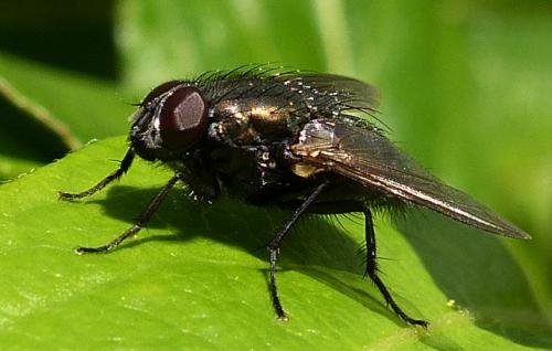 Réf. 244 151 : Eudasyphora cyanella