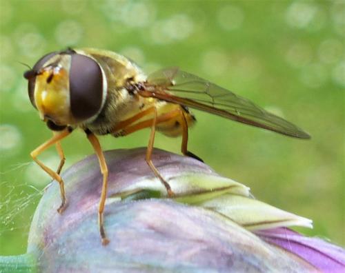 Réf. 244 060 : Syrphus ribesii