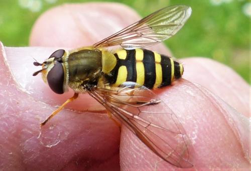 Syrphus ribesii