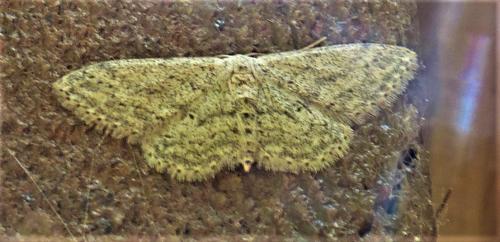 Réf. 244 309 : Idaea seriata
