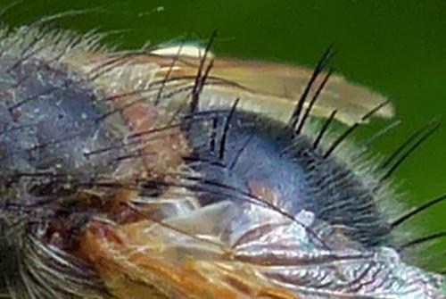 Tachina lurida