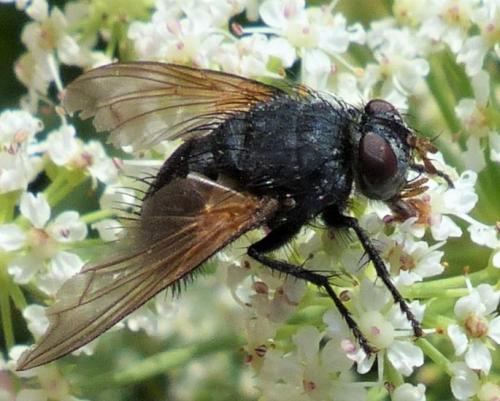 Réf. 244 371 : Nemoraea pellucida