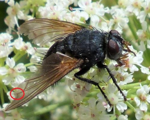 Nemoraea pellucida