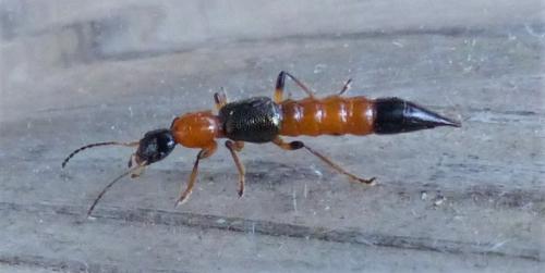 Réf. 244 367 : Paederus sp.