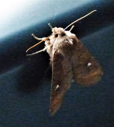 Eupsilia transversa