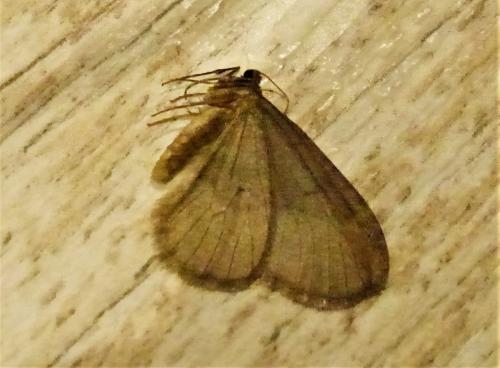 Réf. 244 616 : Operophtera brumata