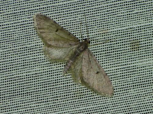 Réf. 244 540 : Eupithecia indigata