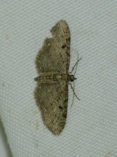 Réf. 244 539 : Eupithecia virgaureata
