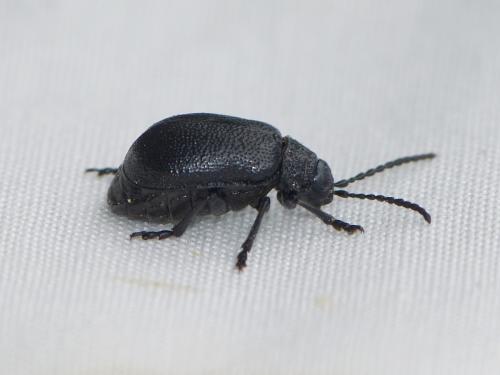 Réf. 244 501 : Galeruca tanaceti