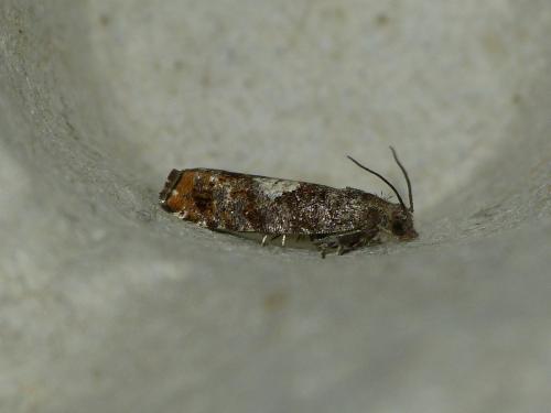 Epinotia rubiginosana