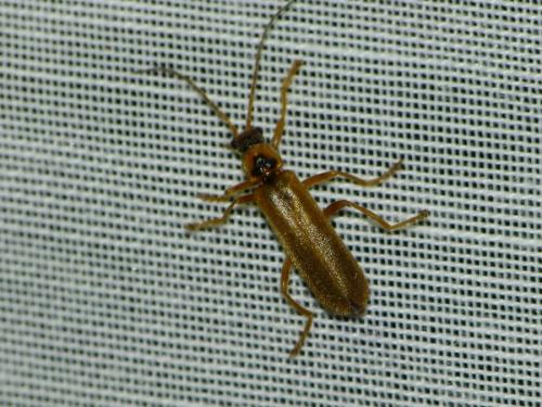 Cantharis sp.