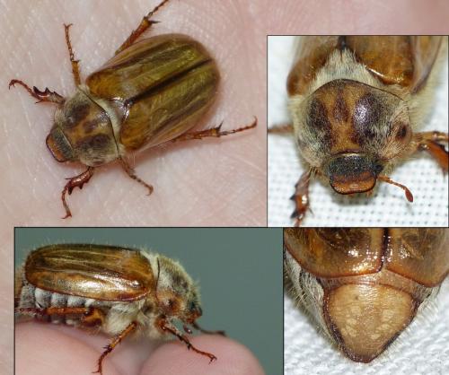 Amphimallon solstitiale