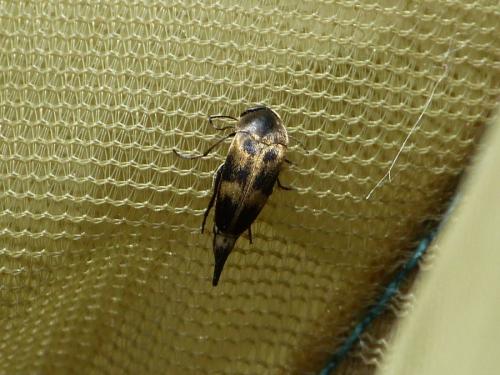 Variimorda sp.