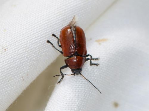 Cryptocephalus coryli