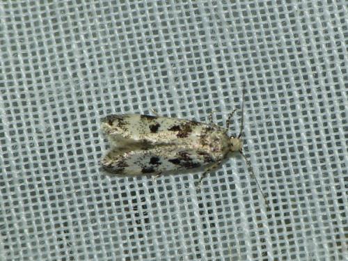 Réf. 244 263 : Chionodes electella