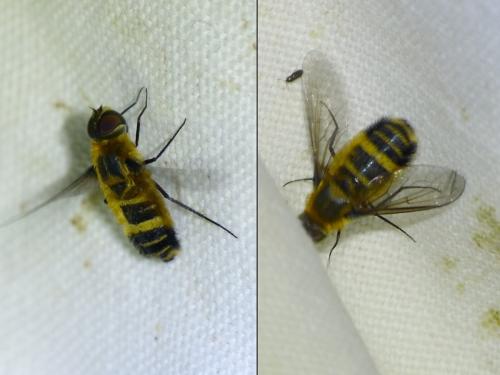 Réf. 244 664 : Villa cingulata